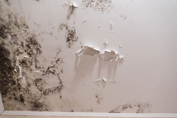 Cómo limpiar el moho de la pared - Iberdeco Humedades