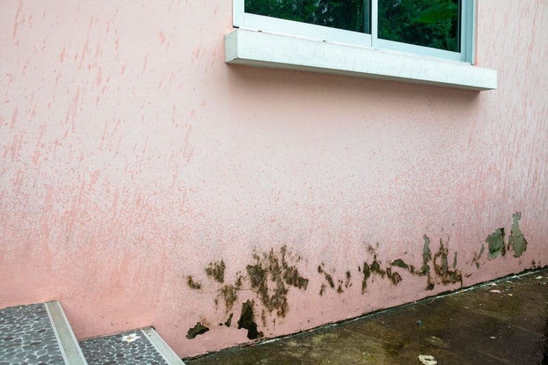 Pintura antimoho, ¿es efectiva para eliminar humedades?