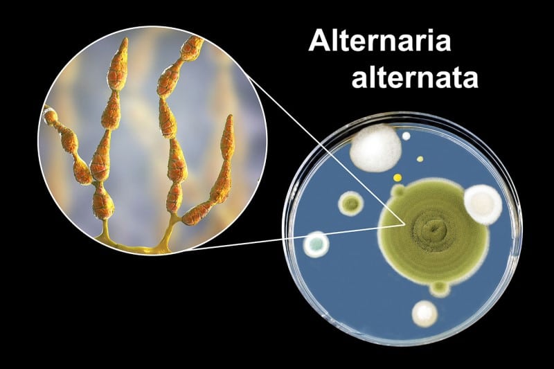 alergia alternaría