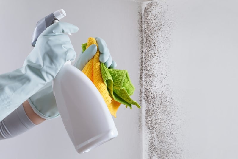 Cómo limpiar el moho de las paredes?