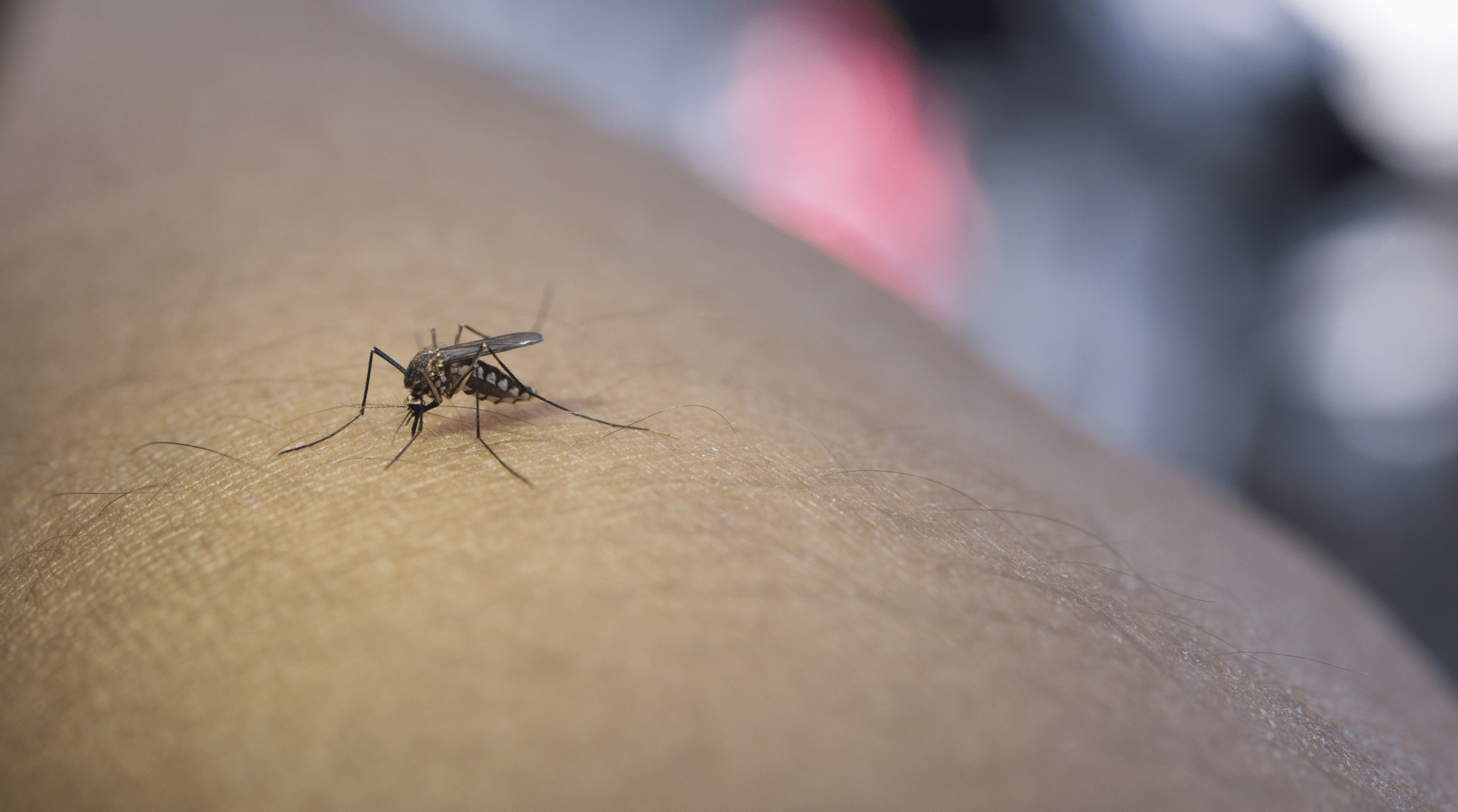Mosquito posado sobre la piel de una persona