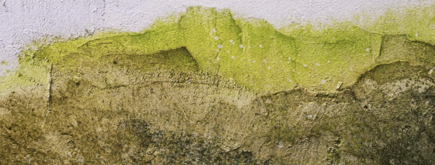Pared con gran cantidad de humedad.