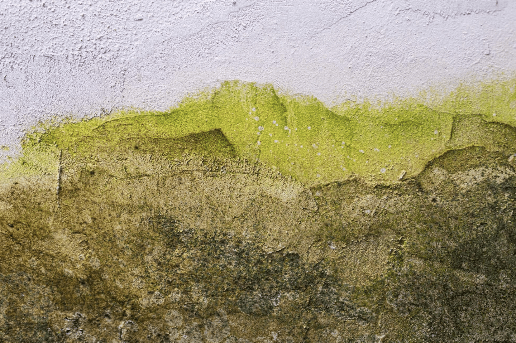 Pared interior con salitre y moho verde