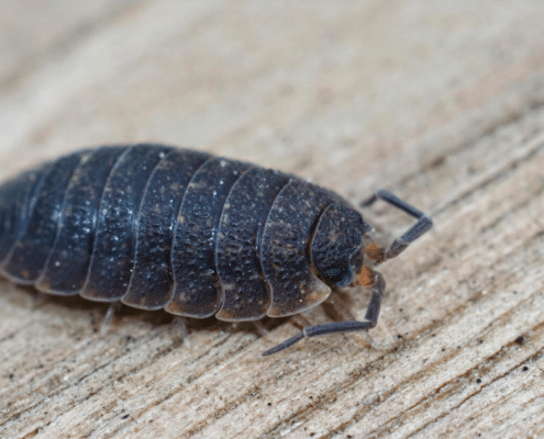 Imagen de una cochinilla de humedad.