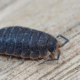 Imagen de una cochinilla de humedad.