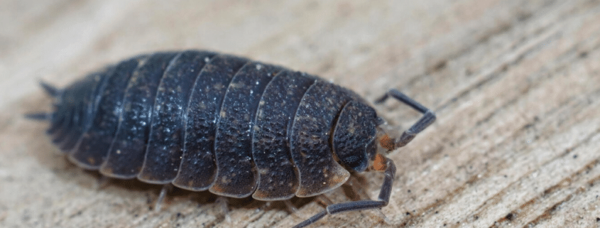 Imagen de una cochinilla de humedad.