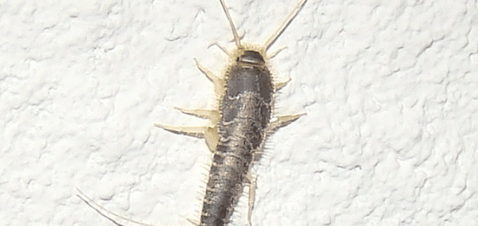 Gusanos de la humedad en una pared.