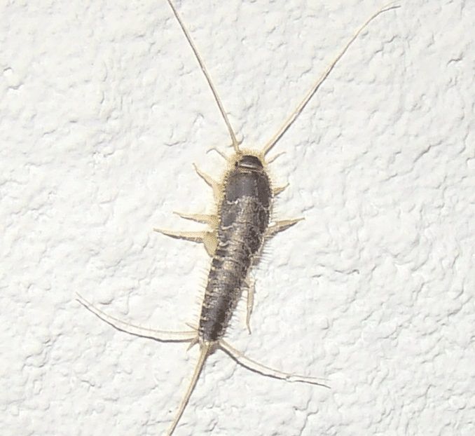 Gusanos de la humedad en casa