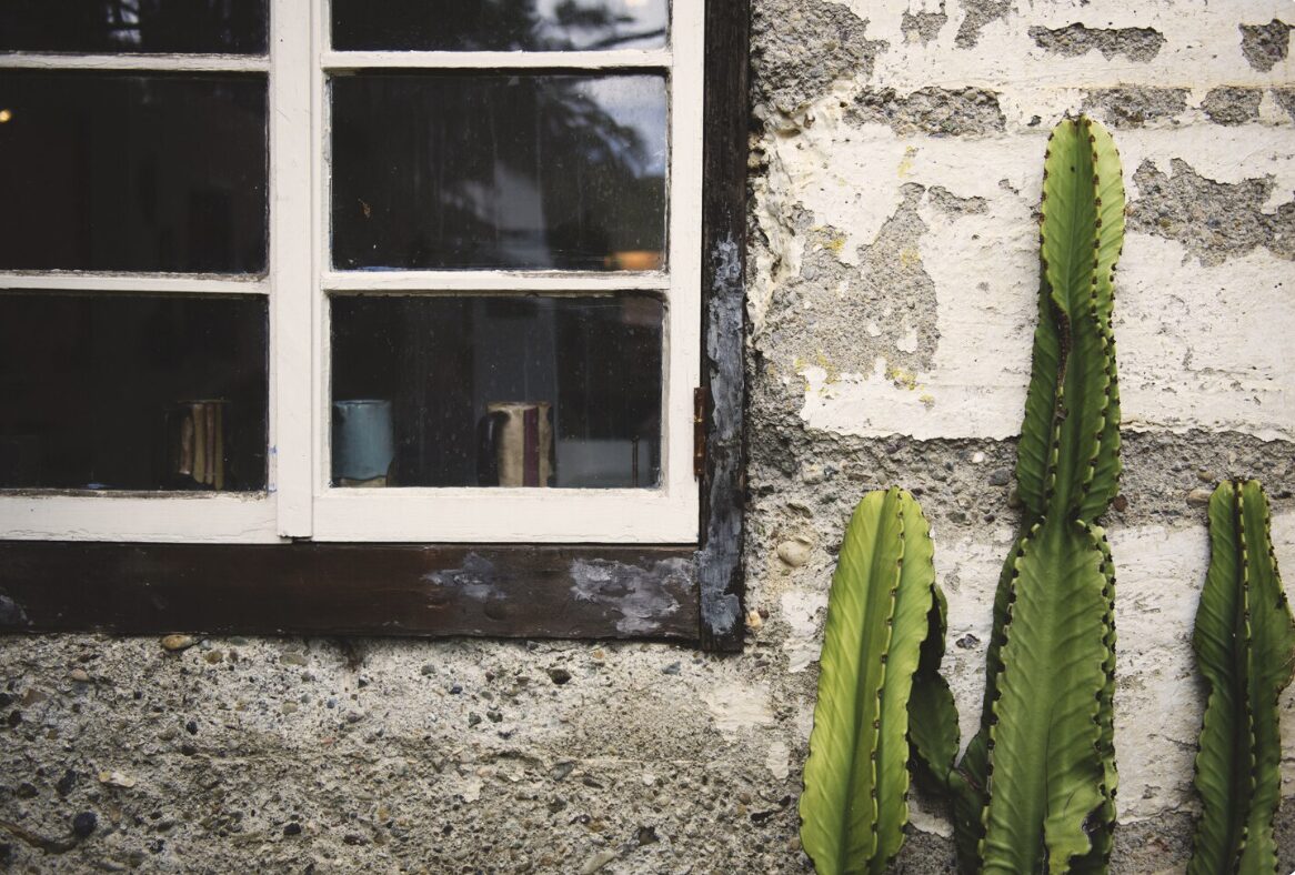 Imagen de una pared con con rotos y con un cactus al lado intentando simbolizar la humedad en fachadas.