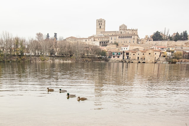 Lago de Zamora con patos
