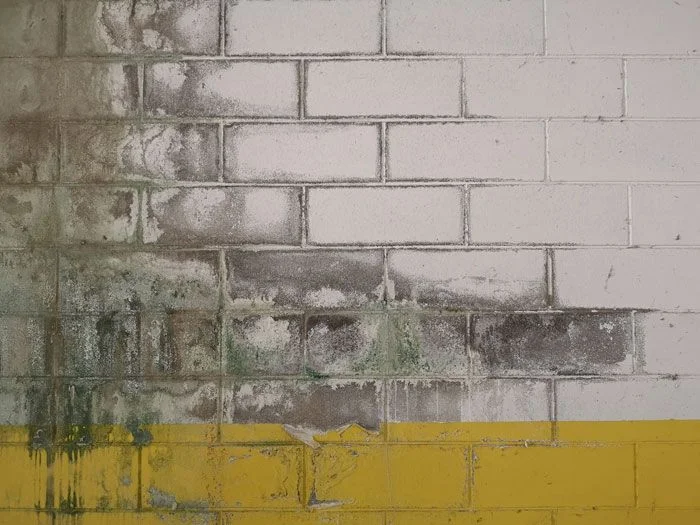pared garaje con humedades